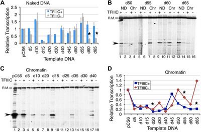 Structural Features of the Nucleosomal DNA Modulate the Functional Binding of a Transcription Factor and Productive Transcription